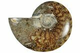 Polished Cretaceous Ammonite (Cleoniceras) Fossil - Madagascar #305936-1